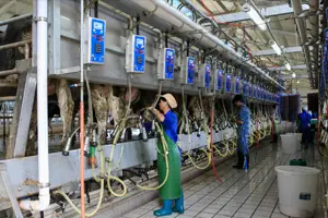 Macchine per la mungitura dell'industria lattiero-casearia